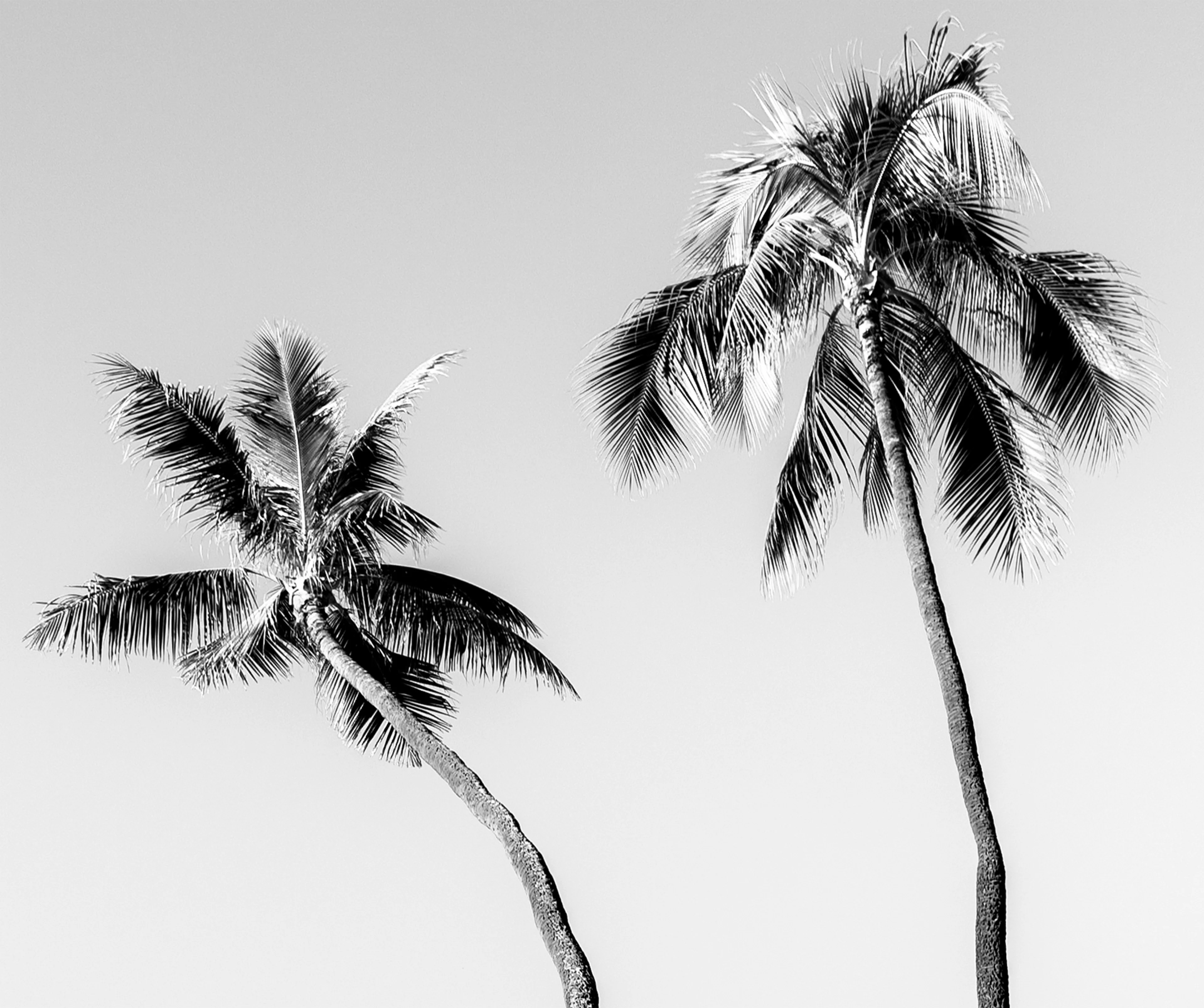 パームツリー写真