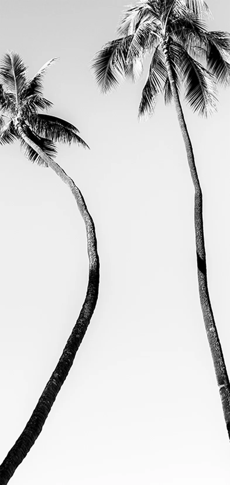 パームツリー写真